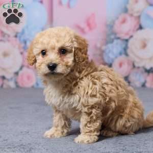 Toronto, Bich-Poo Puppy